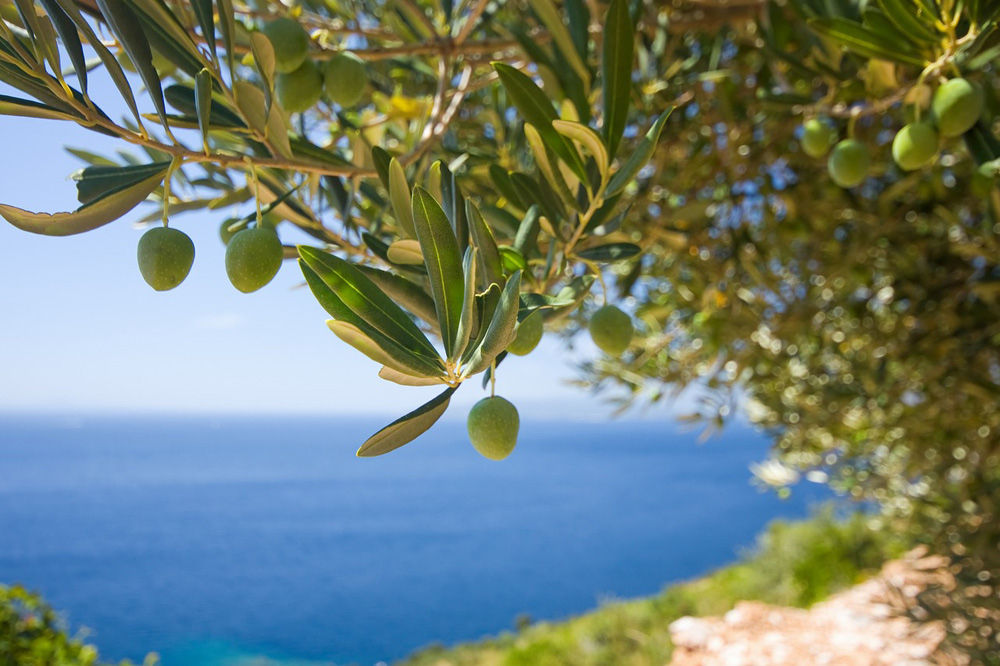 Le guerre dell’olio d’oliva in Italia e Spagna